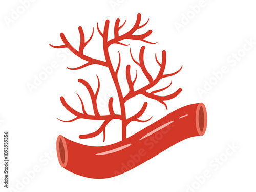 Blood Vessel Angiogenesis Clip Art
