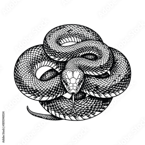 Detailed Black and White Illustration of a Coiled Snake serpent reptile