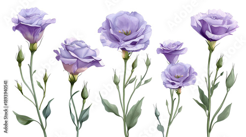 Set of purple eustoma flowers and green buds in an elegant watercolor style. Lisianthus floral elements for greeting card or botanical design. Isolated on a transparent background.