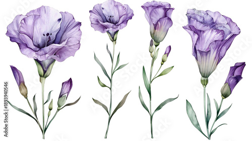Set of delicate violet lisianthus blossoms with long stems. Watercolor floral clipart elements isolated on transparent background. PNG collection for aesthetic scrapbooking.