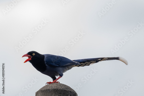 Taiwan Blue Magpie