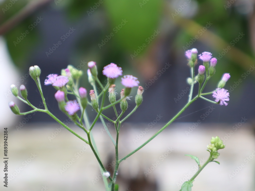 Fototapeta premium Small Pink Wildflowers Blooming with Soft Bokeh Background
