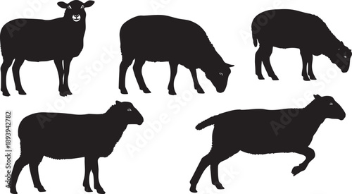 Black silhouettes of five sheep in various poses on white background animals