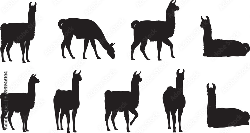 Fototapeta premium Black silhouettes of llamas in various poses on white background animals
