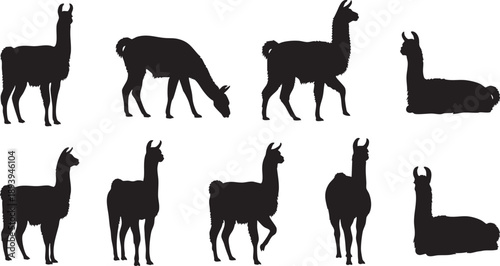 Black silhouettes of llamas in various poses on white background animals
