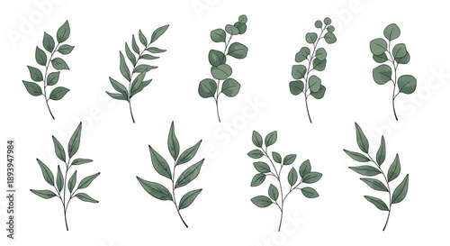 Diverse collection of ten green leaf branches and eucalyptus sprigs for botanical study and natural decoration projects.