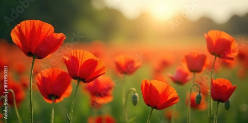 A field of vibrant red poppies swaying gently in the breeze, sunlight illuminating delicate petals Perfect for themes of remembrance, beauty, and the fleeting nature of life , season, scenery, plant