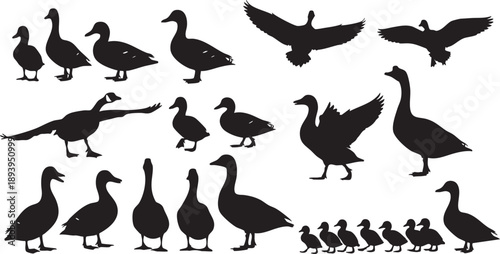 Black silhouettes of various ducks and geese birds waterfowl