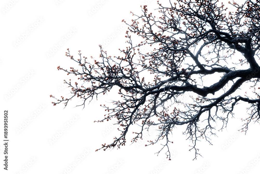Fototapeta premium A stark silhouette of alder tree branches isolated on white