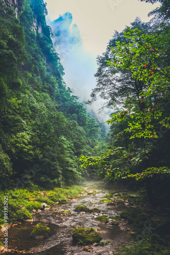 Canvastavla Landscape of Golden whip stream(Jinbianxi),located in Zhangjiajie national fores