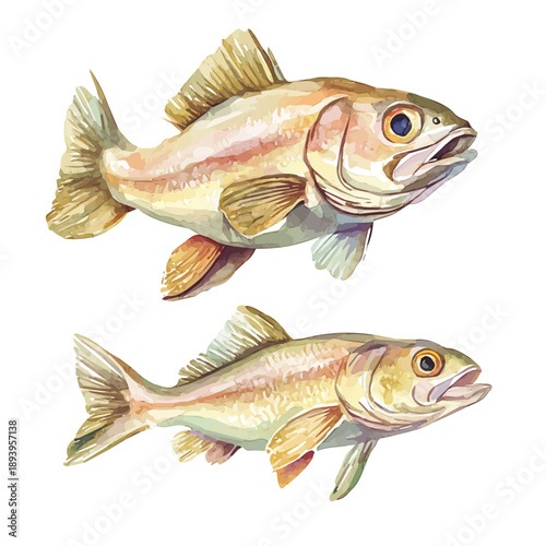 Fotografía A Mother Haddock With Her Kid, high quality watercolor illustration with transparent textures, isolated on a white background