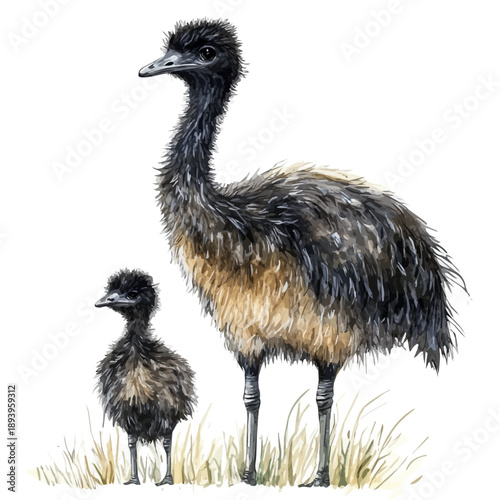 A Mother Emu With Her Kid, beautiful watercolor illustration with vivid colors and detailed vector style, isolated on a white background.