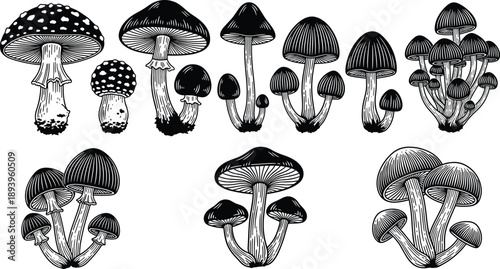 Large set of black and white vector illustrations featuring various wild mushrooms and forest fungi species for nature guides botanical studies and organic autumn designs