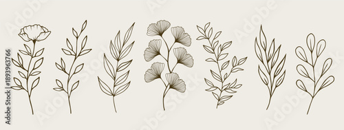 Vector hand-drawn set of branches and flowers line art. Design for wall art, greeting cards, posters, stickers, package, logo, herbal tea and cosmetics.