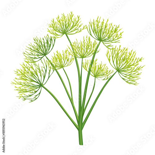 Dill — flat 2D vector artwork created in a clean, modern, and minimal style on white background.