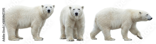 Polar bear isolated on transparent background