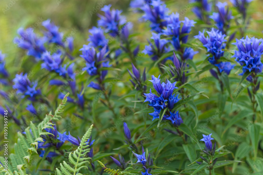 Obraz premium Gentian Flowers in Carpathian Meadow, Ukraine