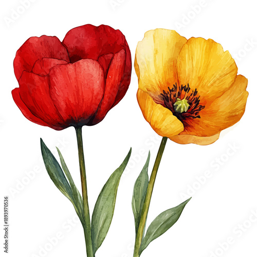 Two Downs Leaning, delicate painting watercolor vector with vivid brush accents, isolated on a white background.