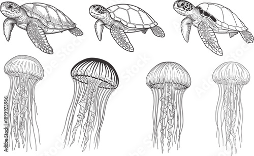 Sea Turtle And Jellyfish Illustration Vector Set