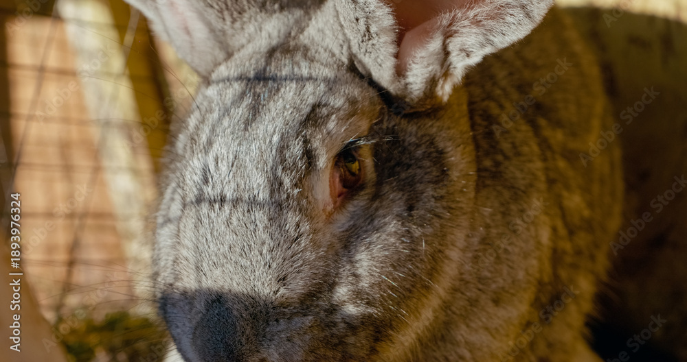 Obraz premium Soft furred gray rabbit basking in golden morning sunlight, resting peacefully inside rustic wooden hutch during tranquil sunrise moment