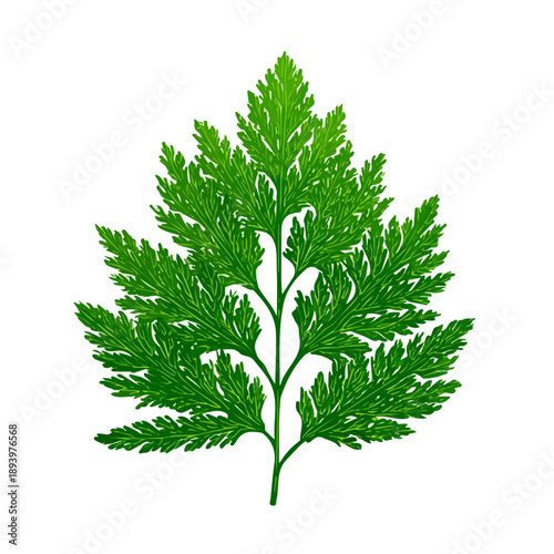 Clean 2D flat vector depiction of a Cedar Leaf, designed in minimalist modern style with white background.