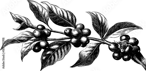 Vintage botanical engraving of coffee plant with leaves and berries for design use