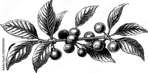Vintage botanical engraving of coffee plant with berries from the 19th century