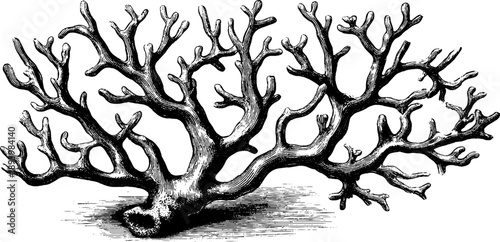 Vintage botanical engraving of coral branch - marine specimen for retro design