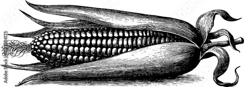 Vintage botanical corn with husk engraving from the 19th century for design and decoration