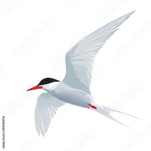 Foto 2D minimalist flat vector of a Tern, contemporary clean design isolated on white