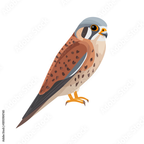 Foto Modern flat 2D vector illustration of a Kestrel, minimal design style on a white background