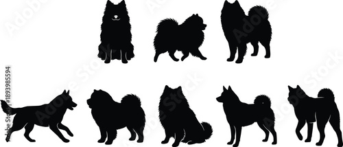 Spitz dog silhouettes set showing multiple poses, fluffy tail breeds, black isolated vector collection for pet design, logo, clipart, and branding use