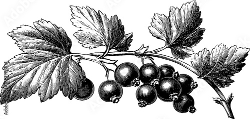 Vintage botanical engraving of currant branch with berries from 19th century