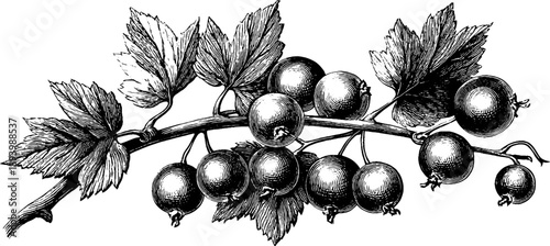 Vintage botanical engraving of currant branch with berries from the 19th century