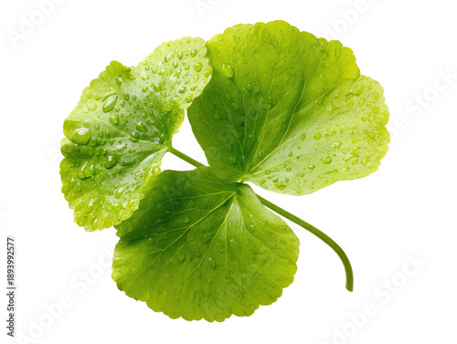 Close-up of a vibrant green leaf, covered in water droplets.ckground