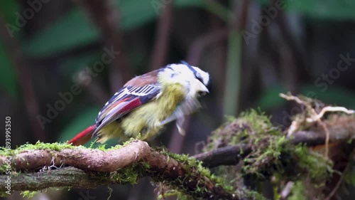 Watch a Red-tailed Minla perched on a tree branch, displaying its natural behavior in the wild. This beautiful bird is known for its soft chirping sounds, colorful feathers, and calm movements. 