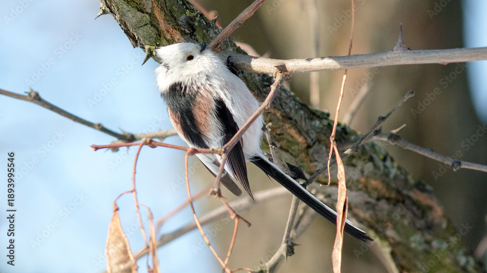 Obraz premium bird on a tree