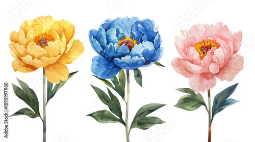 Set of yellow, blue and pink peonies in watercolor painting style with green leaves. Elegant summer floral elements for textile patterns and invitations. Isolated on a transparent background.
