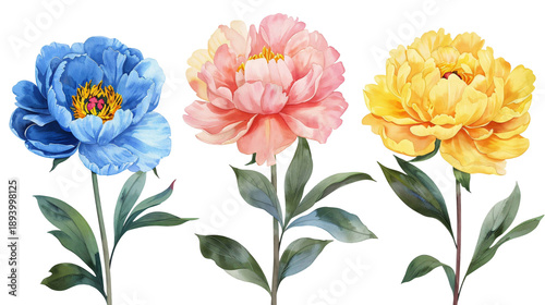Set of blossoming blue, pink and yellow peonies in watercolor painting style for summer concepts. Botanical floral elements isolated on a transparent background for posters and textile design.