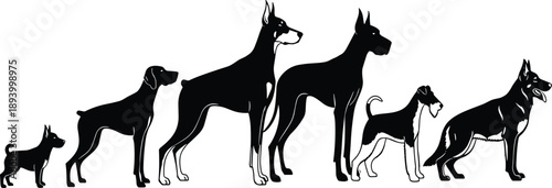 Collection of black vector silhouettes showing various dog breeds standing in a row isolated on white background for veterinary clinics and pet shop logos.