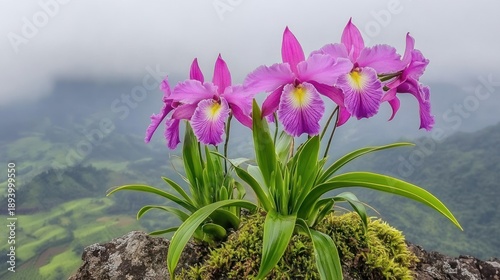 Pink Orchid Blossoms Growing on Mossy Rock with Mountain View