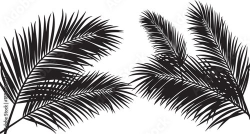 Black and white palm tree leaves illustration tropical design
