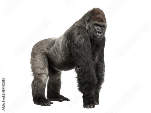 Εκτύπωση καμβά Western lowland gorilla standing, side view, isolated on transparent background