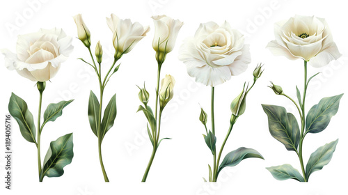 Set of white eustoma flowers and green buds in elegant watercolor style. Bridal lisianthus floral clipart isolated on a transparent background for wedding stationery.