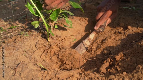 A farmer uprooting the ashwagandha roots to the ground. Organic withania somnifera, Indian ginseng, poison gooseberry, or winter cherry plant. Ayurvedic herb harvesting at garden, field