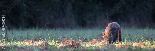 Wild boar sow walking and foraging while looking for food in a plain at the edge of the forest in the morning. Sus scrofa, Sologne, Loiret, région Centre Val de Loire, France, European Union, Europe