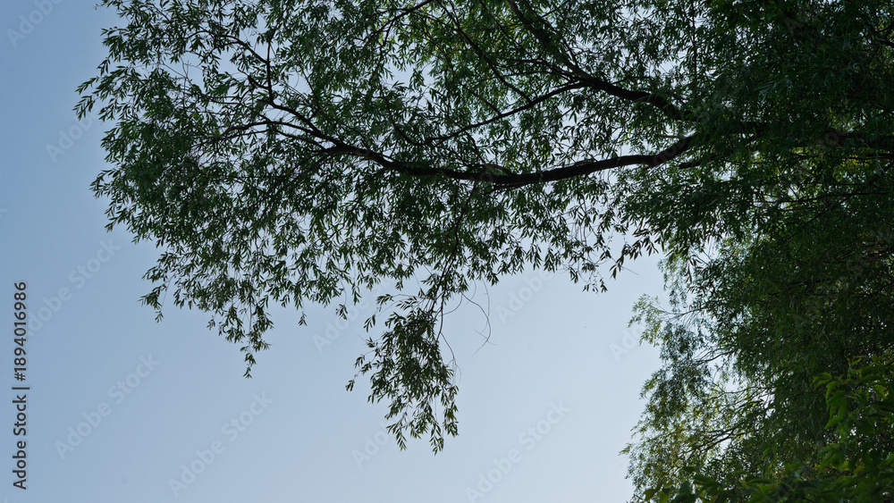 Fototapeta premium Branches and thickets of green willow foliage against the sky.