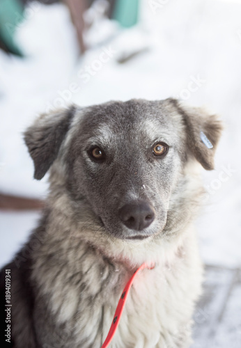 portrait of a mongrel dog with a sterilization clip on his ear close-up