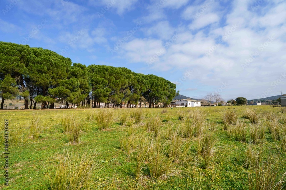 Fototapeta premium A field of grass with a few trees in the background
