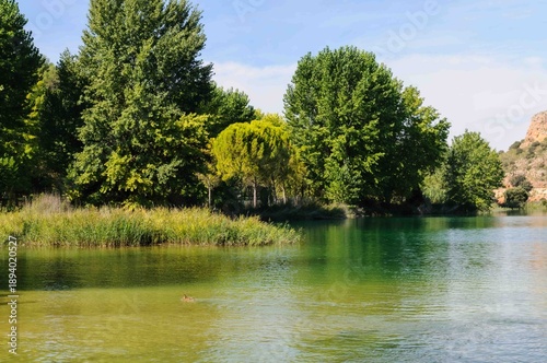 A body of water with trees in the background